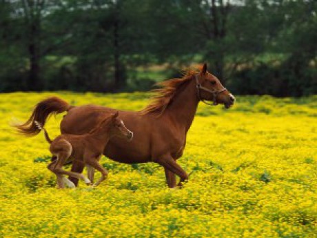 Arabian-Mare-and-Foal,-Louisville,-Kentucky[1]
