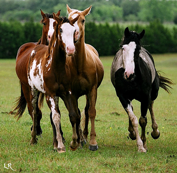 muddyhorseslynnr[1]